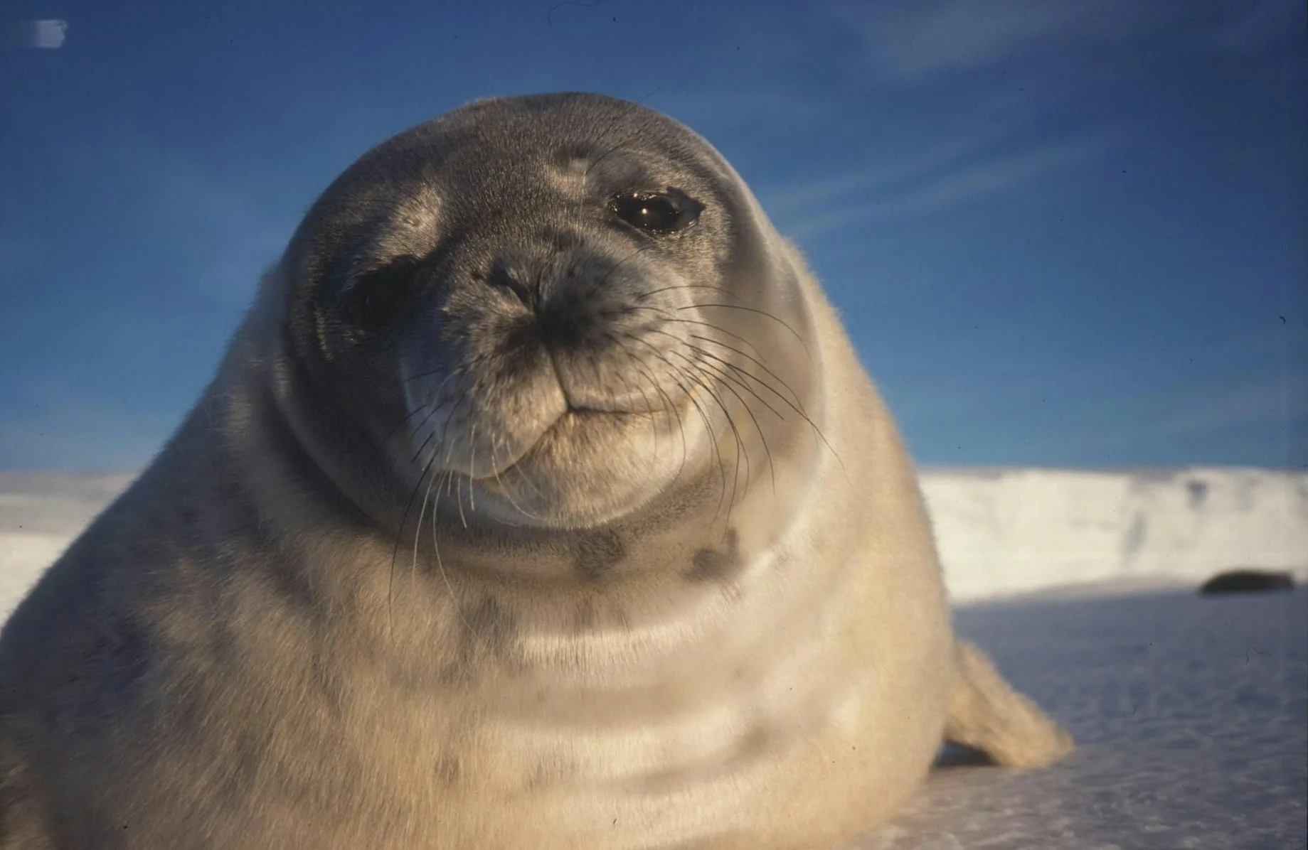 Seal